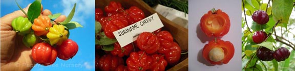 surinamcherry