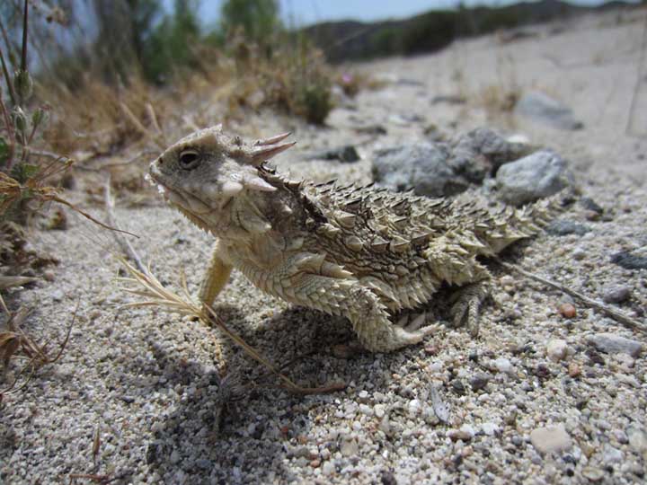 horntoad