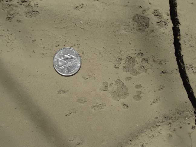 ringtailcattrack